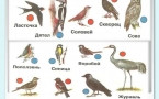 «Что мы знаем о птицах»